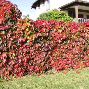 pavinič päťlistý. parthenocissus quinquefolia, pavinič, pavinic, parthenocissus