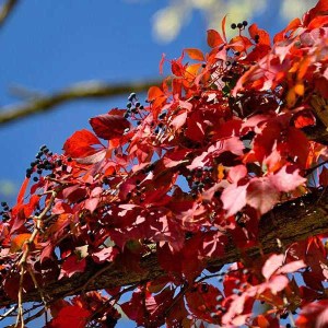 pavinič päťlistý. parthenocissus quinquefolia, pavinič, pavinic, parthenocissus