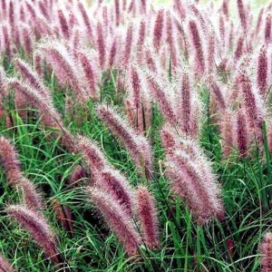 perovec psiarkovitý red head, pennisetum alopecuroides red head