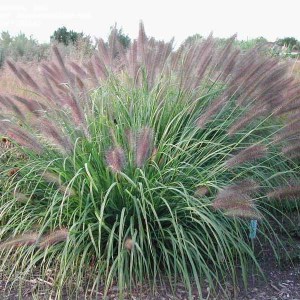 perovec psiarkovitý, pennisetum alopecuroides, perovec, pennisetum 