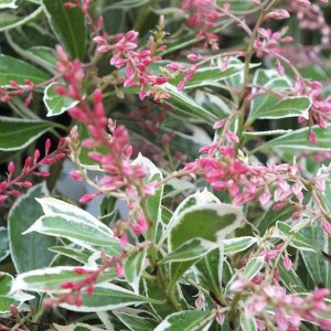 pieris japonský cupido, pieris japonica cupido, pieris, pieris japonica, pieris cupido, pieris japonsky