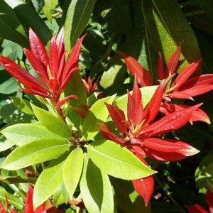 pieris japonský forest flame, pieris japonica forest flame