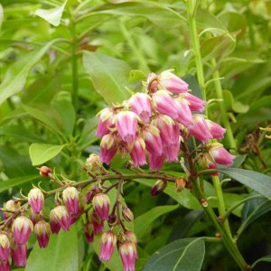 pieris japonský passion, pieris japonica passion, pieris, pieris japonský, pieris japonica