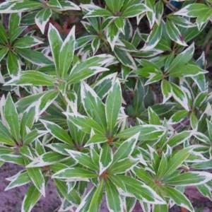 pieris japonský variegata, pieris, pieris japonica variegata, pieris japonský, pieris variegata, pieris japonica