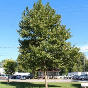 platan javorolistý, platanus acerifolia, platan, platanus, platan javorolisty, platan 100-120cm