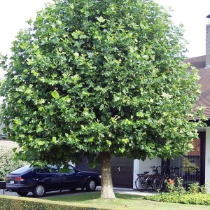 platan javorolistý, platanus acerifolia, platan, platanus, platan javorolisty, platan javorolistý 450-500cm