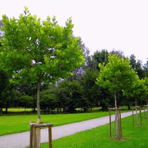 platan javorolistý alphens globe, platanus acerifolia, platan alphens globe, platanus, platan javorolisty, platan javorolistý alphens globe 250-300cm