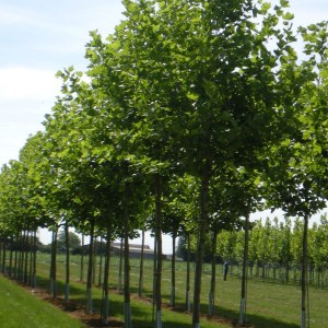 platan javorolistý pyramidalis, platanus acerifolia pyramidalis, platan pyramidalis, platanus pyramidalis, platan javorolistý pyramidalis 350-400cm