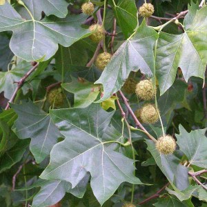 platan javorolistý, platanus acerifolia, platan, platanus, platan javorolisty