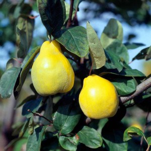 portugalská dula hrušková, dula, portugalská dula, hruška dula, cydora robusta portugal, cydora robusta portugal, cydora