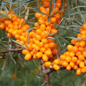 rakytník, rakytniky, rakytník rašetliakový friesdorfer orange, hippophae rhamnoides friesdorfer orange, rakytník friesdorfer orange, hippophae friesdorfer orange