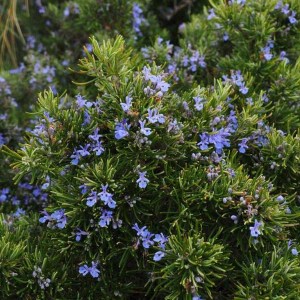 rozmarín lekársky, rozmarín, rozmarin, rozmarin lekarsky, rosmarinus officinalis.