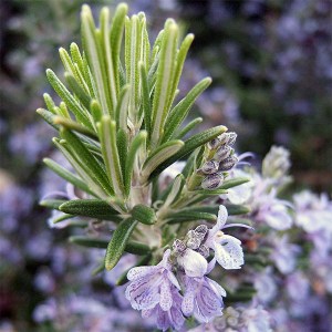 rozmarín lekársky, rozmarín, rozmarin, rozmarin lekarsky, rosmarinus officinalis.