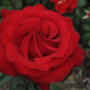 ruža ingrid bergman, ruza ingrid bergmann, ruža, ruže, ruza, ruze, červená ruža, cervena ruza, tmavočervená ruža