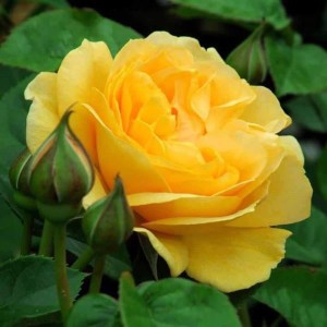 ruža landora, ruza landora, žltá ruža, zlta ruza, ruža žltej farby, ruza zltej farby, ruža, ruza