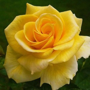ruža landora, ruza landora, žltá ruža, zlta ruza, ruža žltej farby, ruza zltej farby, ruža, ruza