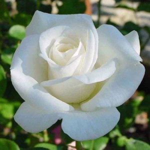 ruža pascali, rosa pascali, ruža, biela ruža, biele ruže