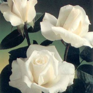 ruža pascali, rosa pascali, ruža, biela ruža, biele ruže