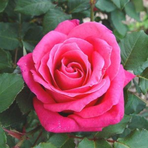 ruža peter frankenfeld, ruža, ruža frankenfeld, tmavoružová ruža, ruža tmavoružová, ruža, ruže, ruza, ruze