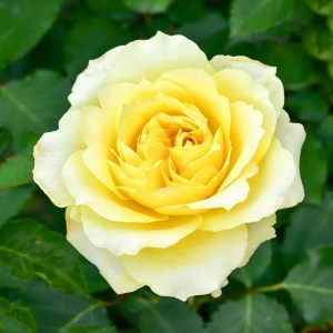ruža pôdopokryvná 'The Fairy', ruža pôdokryvná, pôdokryvná ruža, ruža, žltá ruža