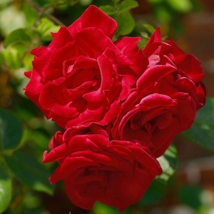 ruža popínavá červená sympatia, popínavá ruža sympatia, ruža popínavá sympatia, popínavá ruža červená sympatia, červená popínavá ruža