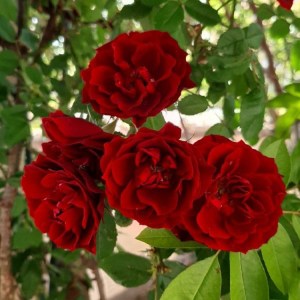 Ruža popínavá červená 175-200cm. Rosa.