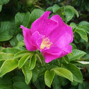 ruža vráskavá, rosa rugosa rubra, ruza vraskava, ruža, kríčková ruža, vráskavá ruža, vraskava ruza