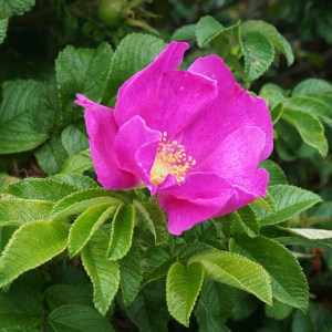 ruža vráskavá 80-100cm, rosa rugosa rubra, ruza vraskava, ruža, kríčková ruža, vráskavá ruža, vraskava ruza