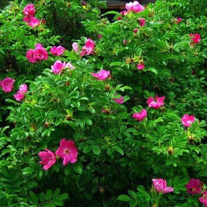 ruža vráskavá, rosa rugosa rubra, ruza vraskava, ruža, kríčková ruža