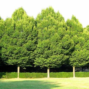 hrab obyčajný, hrab obycajny, carpinus betulus, carpinus, hrab, hraby, sadenica hrab, sadenice hrabu, sadenice hrab obyčajný, sadenice hrabu obyčajného