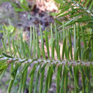 sadenica, sadenica jedľa balzamová, sadenice jedle balzamovej, jedľa, jedla, abies balsamea, jedla balzamova, jedľa balzamová, jedľa balzamová