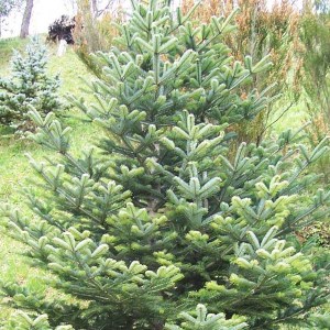 sadenica jedľa biela, abies alba, jedľa, jedla biela, biela jedľa, abies, alba