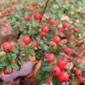 cotoneaster dammeri, kotoneaster, cotoneaster, kotoneaster dammeri, kotoneaster coral beauty, cotoneaster coral beauty, skalník dammerov, skalník, skalník coral beauty