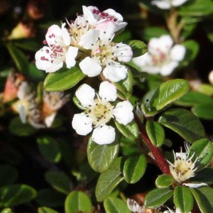 skalník dammerov skogholm, cotoneaster dammeri skogholm, skalník dammerov, skalník skogholm, cotoneaster, cotoneaster skogholm