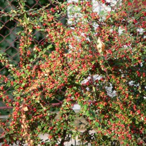 skalník vodorovný variegatus, cotoneaster horizontalis variegatus, skalník, cotoneaster, skalník vodorovný, cotoneaster vodorovný