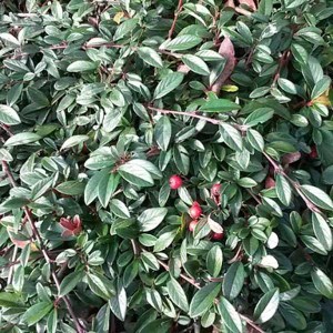 skalník salicifolius sympathie, cotoneaster salicifolius sympathie, skalník, skalnik, kotoneaster, cotoneaster