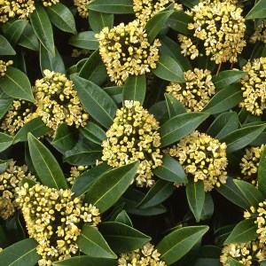 skímia japonská, skimmia japonica skímia, skimia, skímia confusa kew green, skimmia confusa kew green