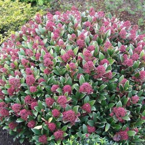 skímia japonská, skimmia japonica rubella, skímia, skimia