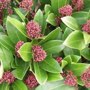 skímia japonská, skimmia japonica rubella, skímia, skimia