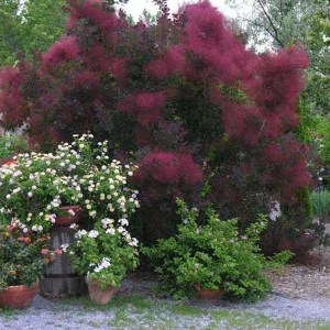 škumpa vlasatá royal purple, cotinus coggygria royal purple, škumpa, škumpa vlasatá, cotinus, cotinus coggygria