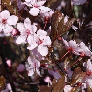 slivka čerešňoplodá nigra, prunus cerasifera nigra, slivka čerešňoplodá nigra obvod kmeňa 14-16cm, slivka čerešňoplodá nigra 350-400cm