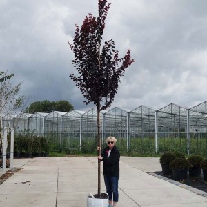 slivka čerešňoplodá nigra na kmienku, prunus cerasifera nigra