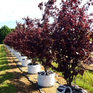 slivka čerešňoplodá nigra viackmeň, prunus cerasifera nigra, slivka viackmeň