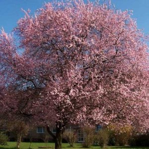 slivka čerešňoplodá nigra, prunus cerasifera nigra, slivka čerešňoplodá, okrasná slivka, slivka okrasná, okrasna slivka, slivka