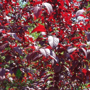 slivka čerešňoplodá pissardii, prunus cerasifera pissardii, slivka čerešňoplodá, okrasná slivka, slivka okrasná, okrasna slivka, slivka, slivka pissardii