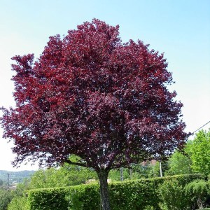 slivka čerešňoplodá pissardii, prunus cerasifera pissardii, slivka čerešňoplodá, okrasná slivka, slivka okrasná, okrasna slivka, slivka, slivka pissardii