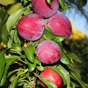 slivka santa rosa, prunus salicina santa rosa, slivka rosa, prunus santa rosa, červená slivka, ružová slivka