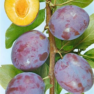 slivka president, slivka, slivky, president, prunus president
