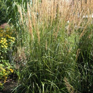 smlz ostrokvetý karl foerster, smlz, smlz ostrokvetý, smlz karl forester, calamagrostis acutiflora karl foerster, calamagrostis acutiflora, calamagrostis