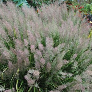 smlz rákosovitý, calamagrostis brachitrycha, smlz rakosovity, calamagrostis